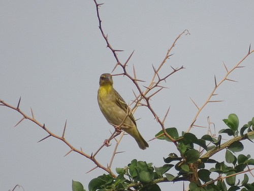 Village Weaver
