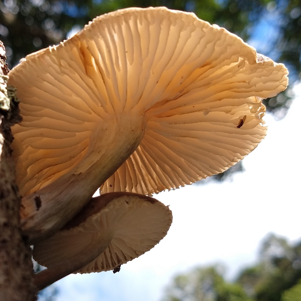 Oudemansiella cubensis · November 2018 · photo: © ronaldperet (iNaturalist, cc-by)