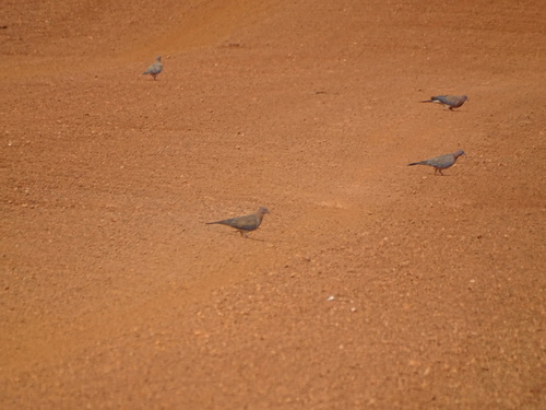 Laughing Dove