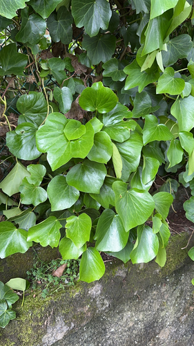 Hedera azorica (Hedera azorica)