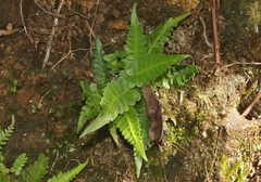 Blechnum appendiculatum