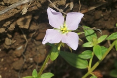 Pterolepis glomerata