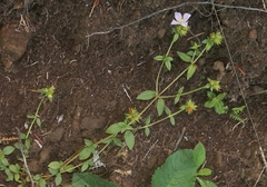 Pterolepis glomerata