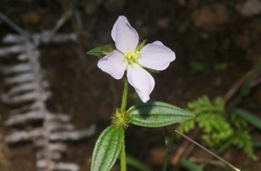Pterolepis glomerata