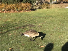 Branta canadensis