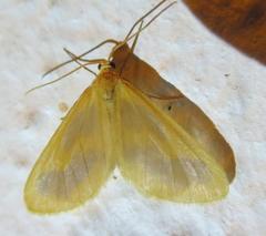 Eubaphe helveta
