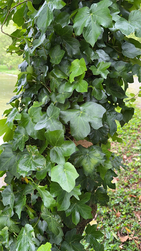 Image of Hedera azorica by (c) Codrin Bucur, some rights reserved (CC BY)