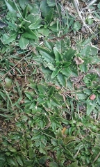 Plantago triandra