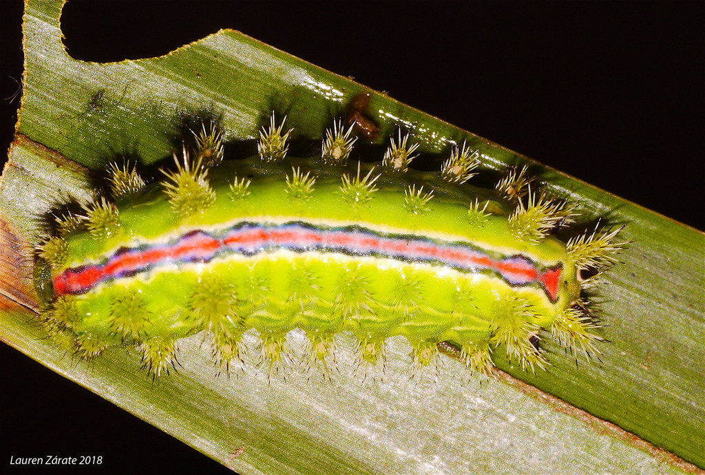 Euclea zygia
