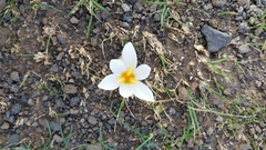 Crocus aleppicus