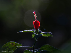 Malvaviscus arboreus drummondii