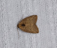 Anachrostis