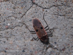 Physopelta quadriguttata