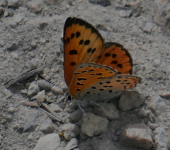 Lycaena cupreus
