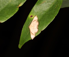 Enispa elataria