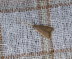 Homaloxestis multidentalis