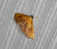 Hyalobathra micralis