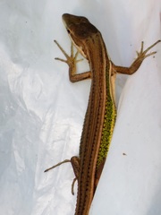 Takydromus viridipunctatus