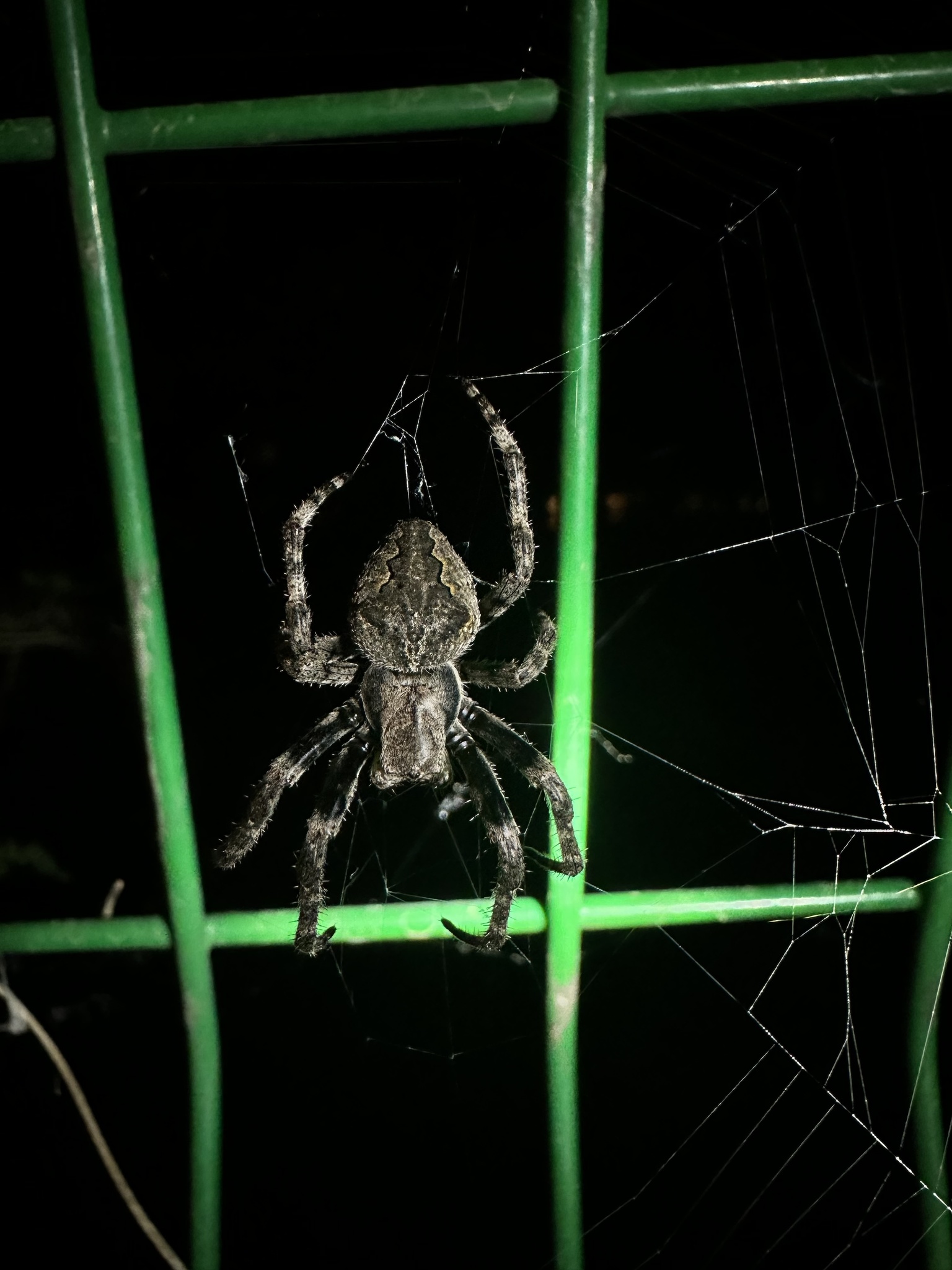 Araneus Ventricosus (L.Koch, 1878)