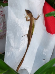 Takydromus viridipunctatus