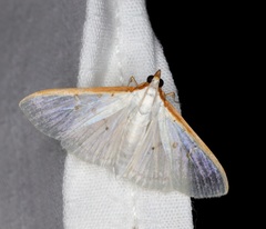 Palpita warrenalis