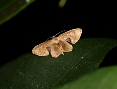 Phazaca leucocera