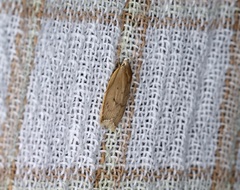 Scythropiodes
