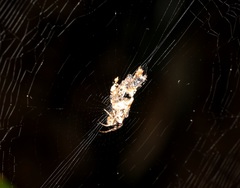 Cyclosa confusa