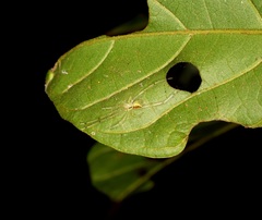 Thwaitesia margaritifera