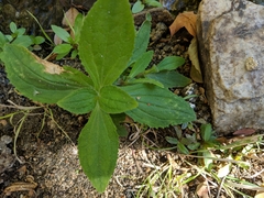 Erythranthe cardinalis