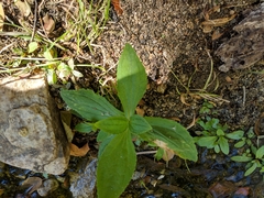 Erythranthe cardinalis