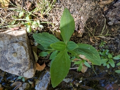 Erythranthe cardinalis