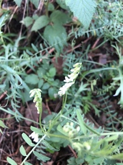 Vicia pulchella