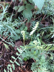 Vicia pulchella