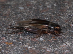 Teleogryllus occipitalis