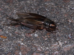 Teleogryllus occipitalis