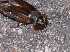 Teleogryllus occipitalis