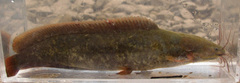 Clarias fuscus