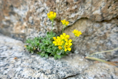 Draba lemmonii