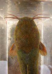 Clarias fuscus