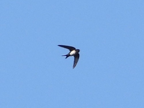 Black-capped Swallow (Atticora pileata), photo 4