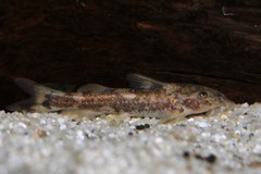 Chiloglanis