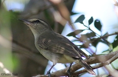 Vireo magister
