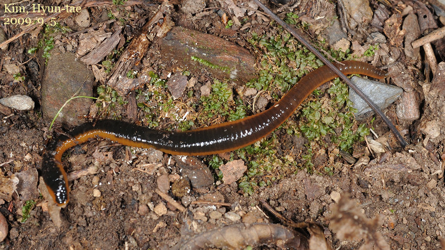Orobdellidae
