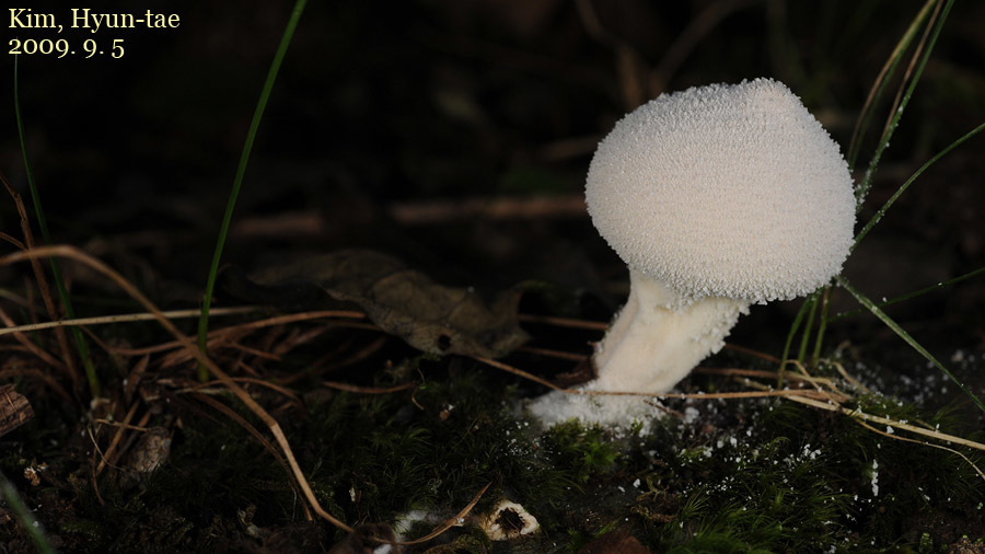 Lycoperdon perlatum · September 2009 · photo: © pintail (iNaturalist, cc-by)