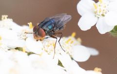 Compsomyiops callipes