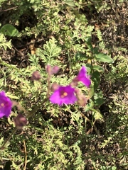 Mirabilis viscosa