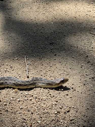 iNaturalist observation photo of Pacific Gopher Snake