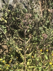 Kalanchoe daigremontiana