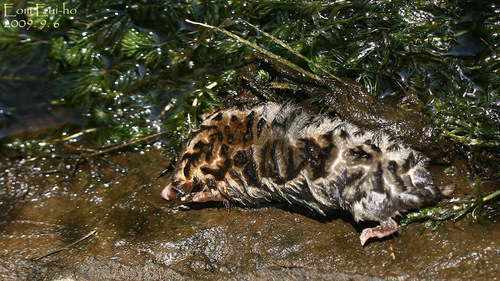 Large Mole